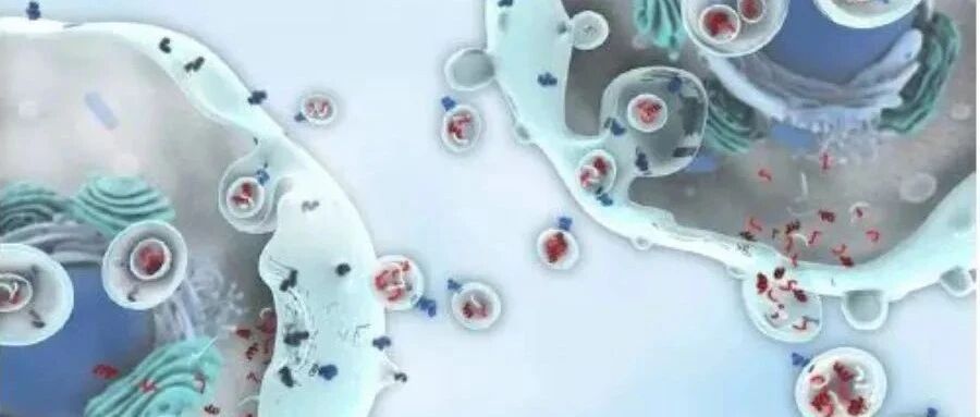 综述｜美容领域新晋"网红"-外泌体在皮肤修复与再生中的应用