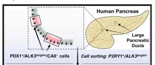 细胞疗法可逆转糖尿病！体内再造β细胞，破解胰岛素困局