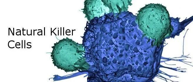 自然杀伤细胞：免疫军团的“特警部队”，精准排查癌细胞，不错过一个漏网之鱼
