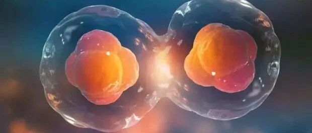 央视CCTV：干细胞攻克“不孕”绝症，帮助她们重获生育能力