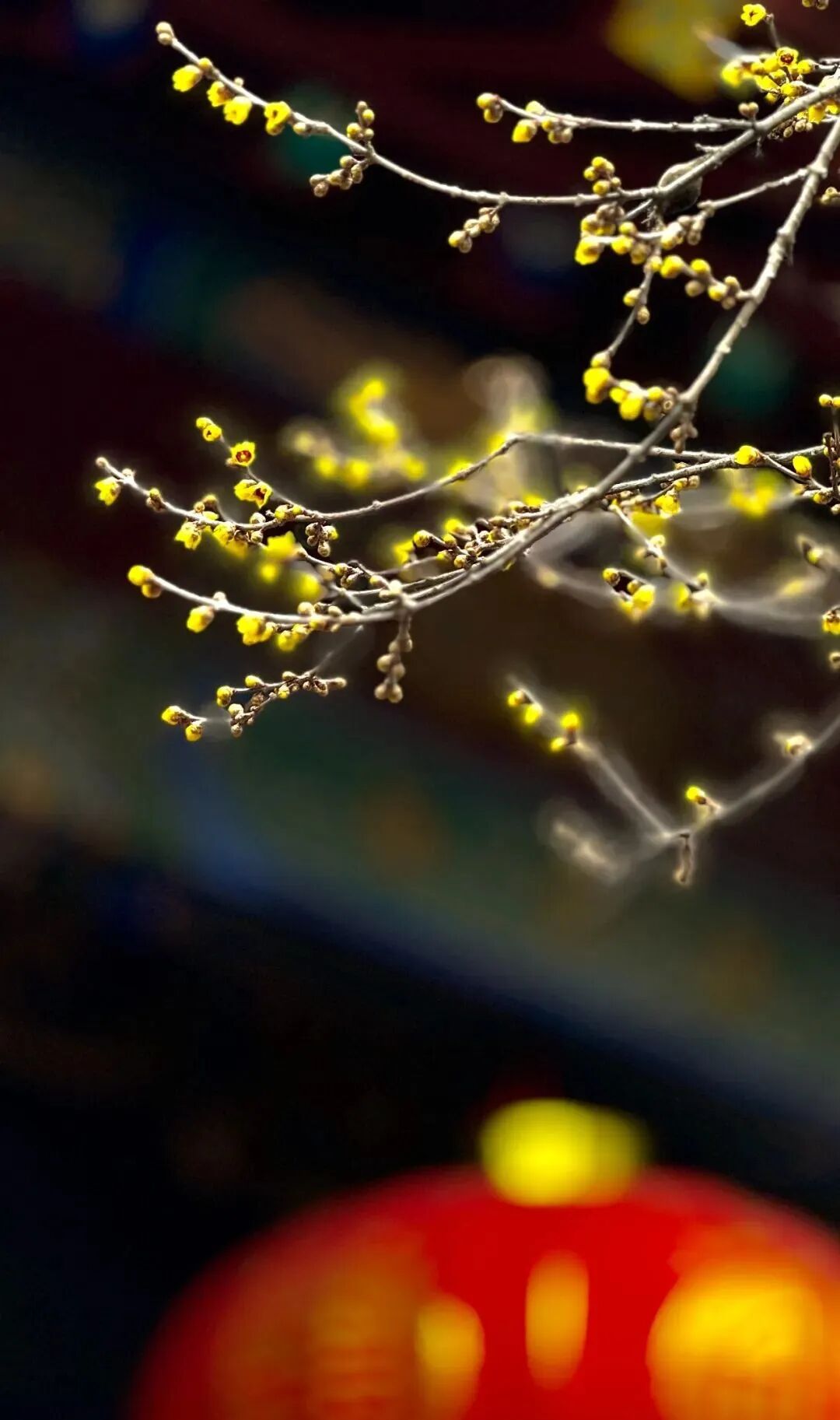 泰山王母池300多年树龄的腊梅迎寒绽放一波壁纸袭来