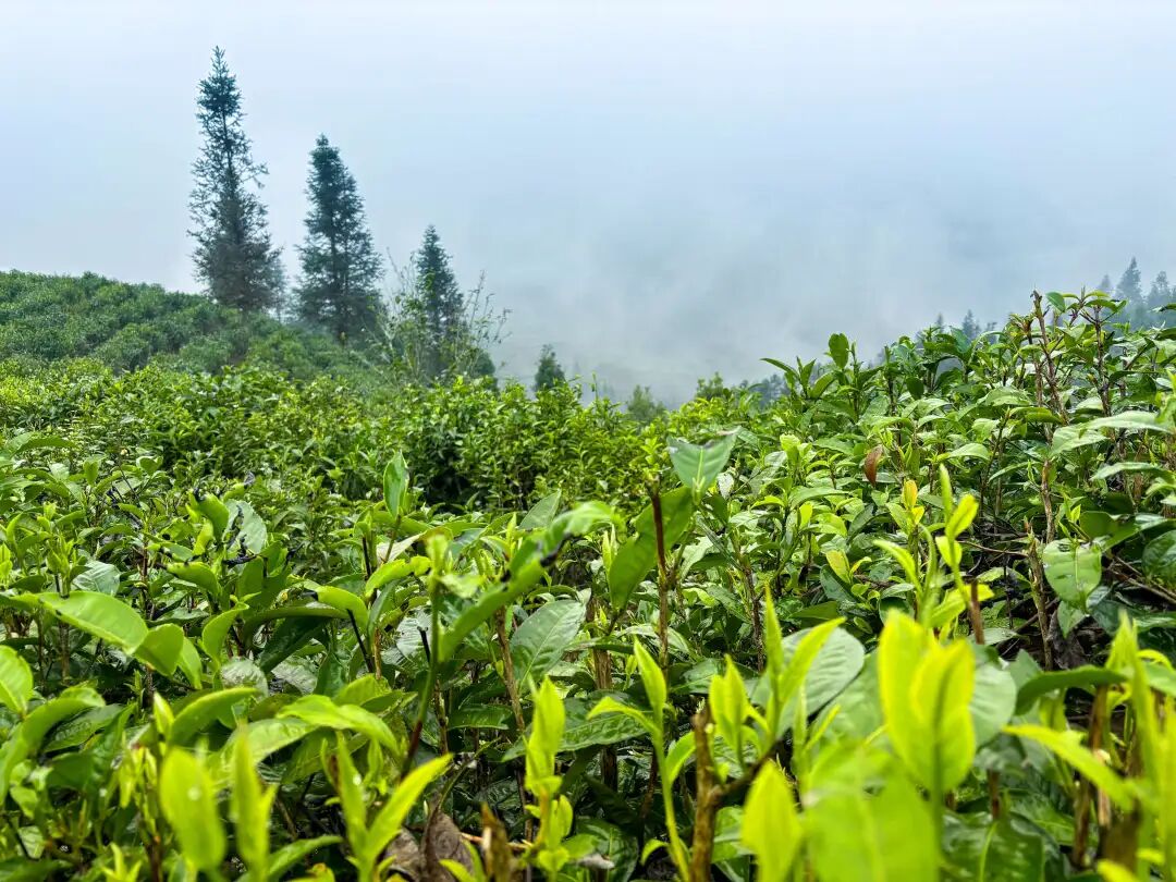 云南麻栗坡上春山采春茶共赴瑶乡寻春味