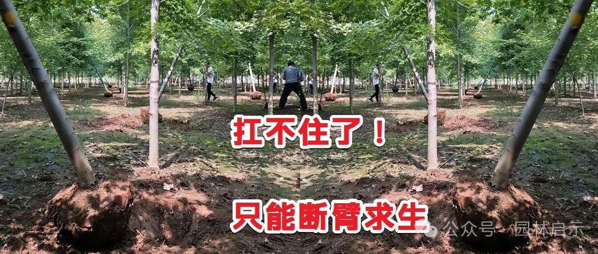 扛不住了!浙江又一苗圃断臂求生