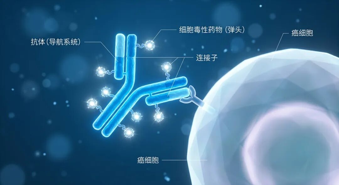 ADC药物‘生物导弹’原理示意图：蓝色Y型抗体（导航系统）携带强效药物（弹头），通过连接子结合，精准识别并锁定抽象的癌细胞表面受体，展示了现代精准医疗的前沿技术。