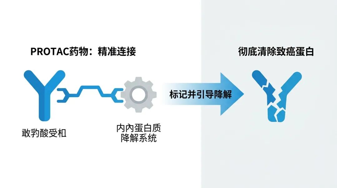PROTAC药物作用机制科普图