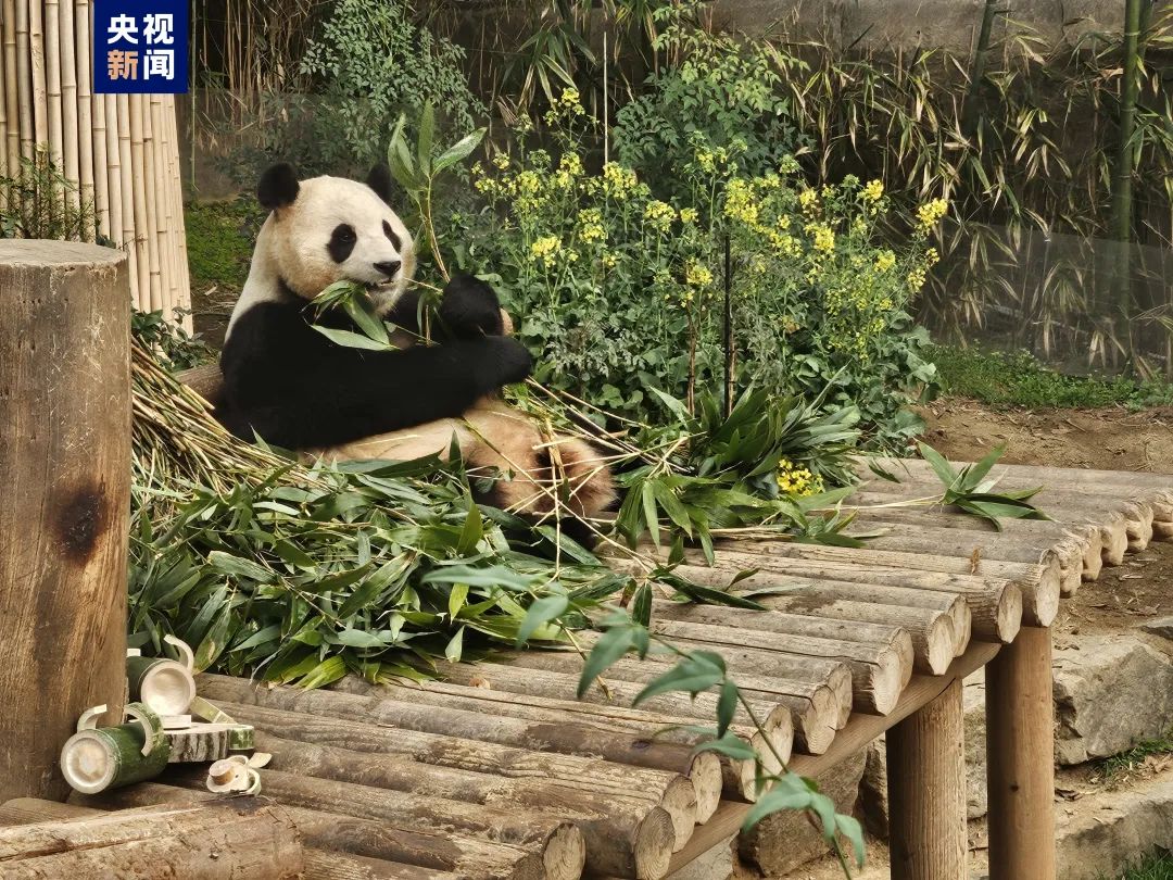 福宝与大家见面的日子越来越近啦