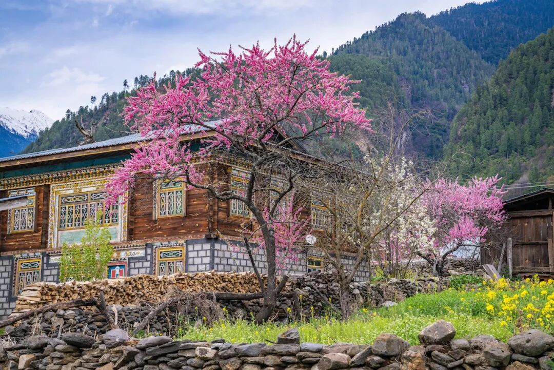 易贡乡的通加村是波密桃花盛开最早的地方之一.