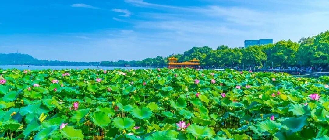 玄武湖并蒂莲被游客摘下，网友怒怼：怎么不去黄山砍迎客松？