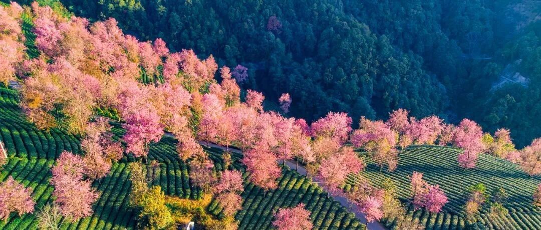 再过20天，全中国都要羡慕死云南了！