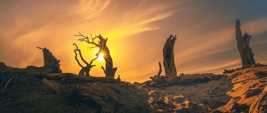 额济纳含泪封园，看哭上亿网友：我们欠你一张门票。