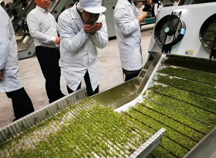 头雁故事孙超做茶如做人真味成品牌