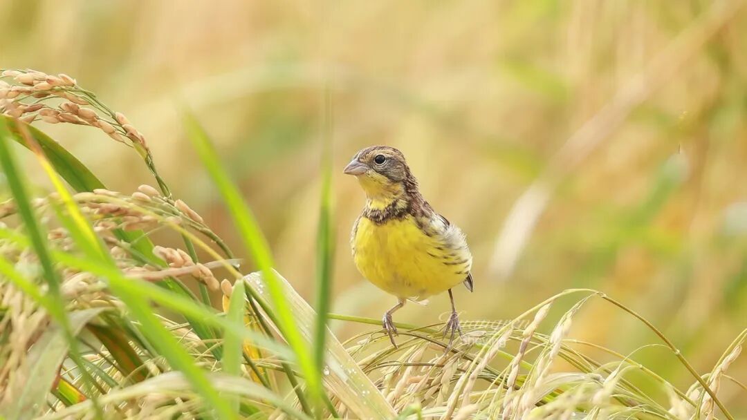 你好，黄胸鹀（wú）！国家一级保护极危鸟类现身“曲水稻香”