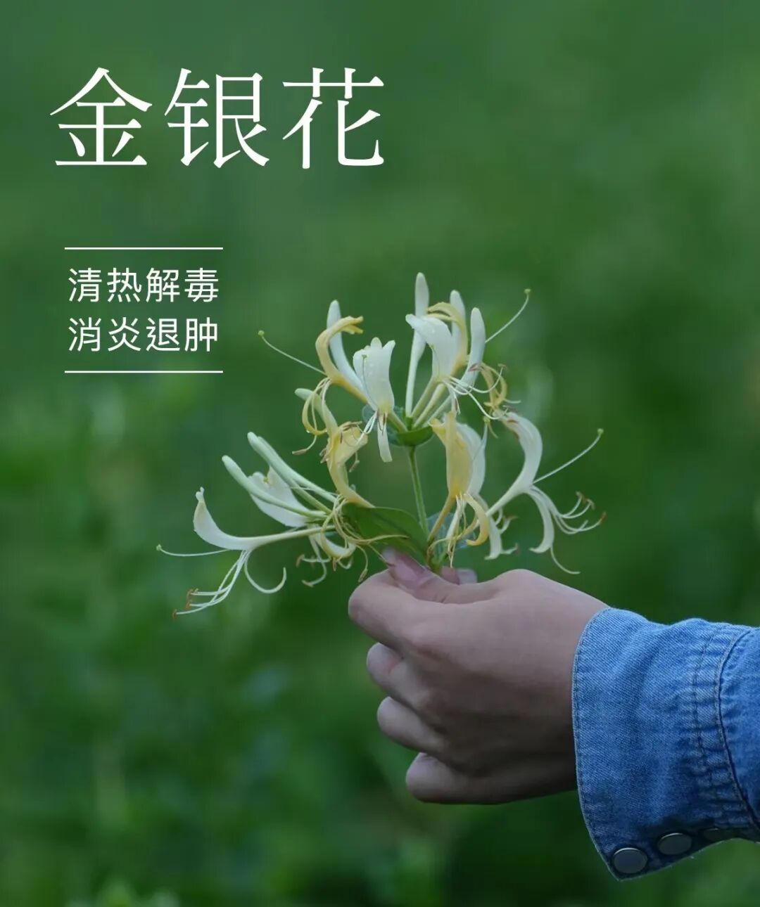容易种植的名贵药材，一亩纯利润能达到128000元，方法其实也不难