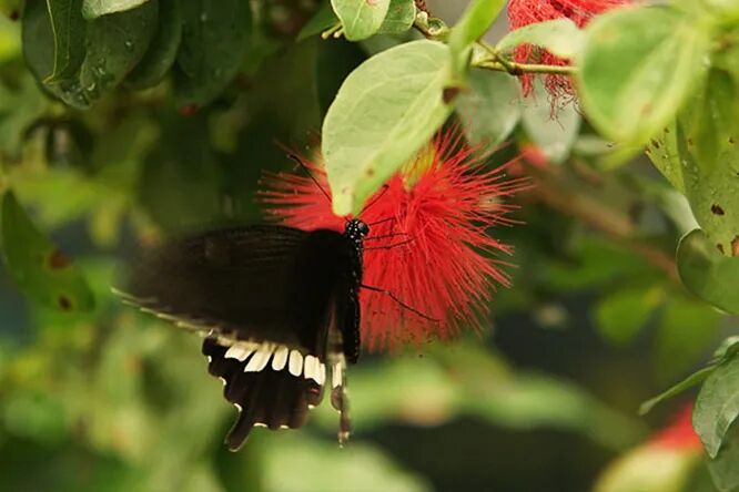 蝴蝶园之特色植物| 新加坡樟宜机场