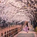 【提前准备】今年日本樱花季预测图来了！起来聊聊您今年的旅行计划！
