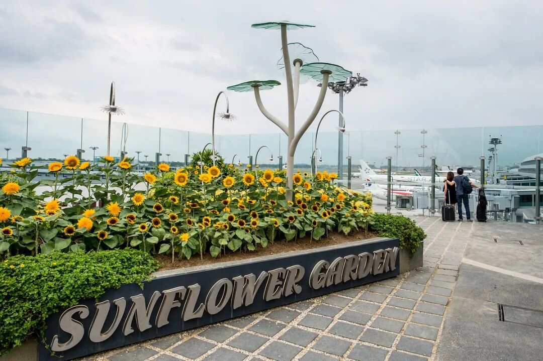 Sunflower Garden (新加坡) - 旅游景点点评- Tripadvisor