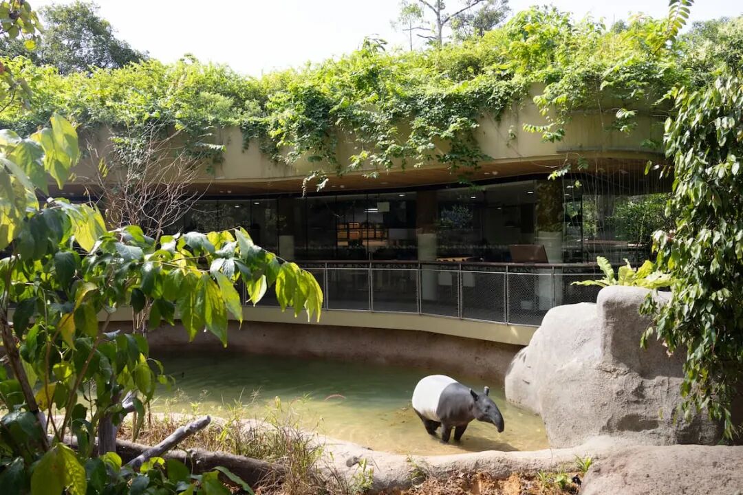 新加坡再添永續地標！亞洲首座「雨林野生探險園」開幕，朝2030綠色計畫邁進| 新聞| Reccessary