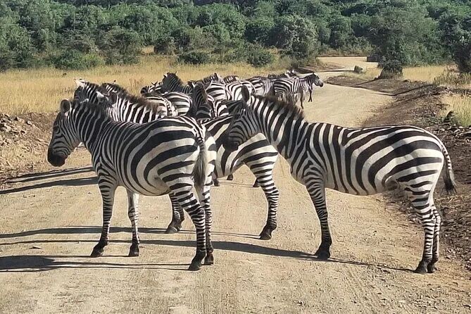 Tripadvisor | 内罗毕国家公园和长颈鹿中心导游带领的野生动物园之旅| 肯尼亚