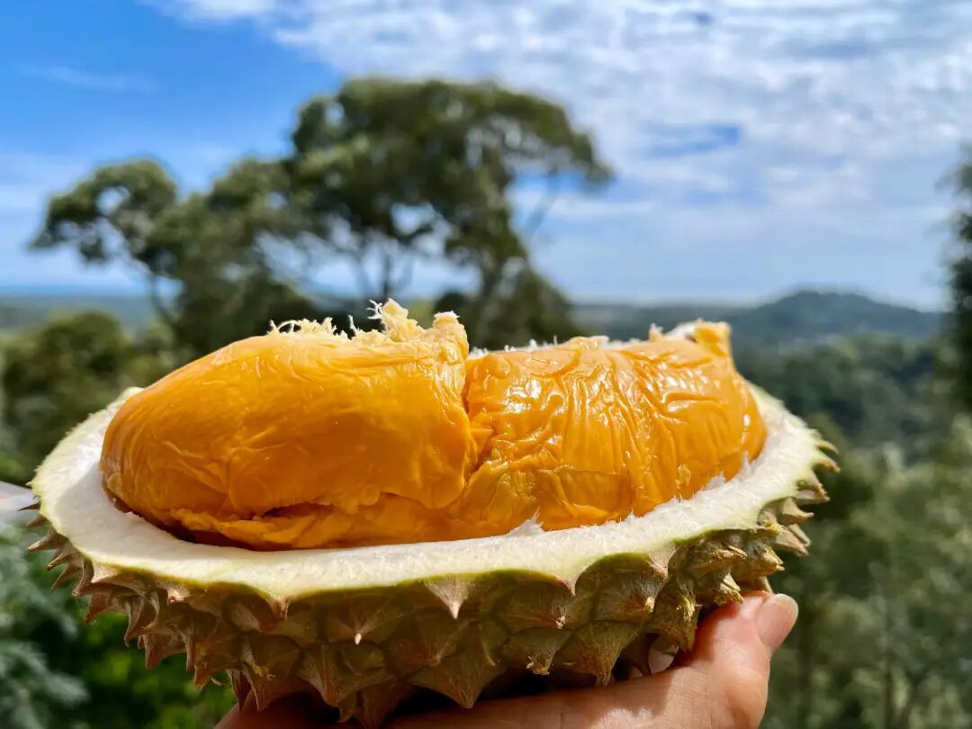 Main Home - Bao Sheng Durian Farm | Discovery Of Numb Durians