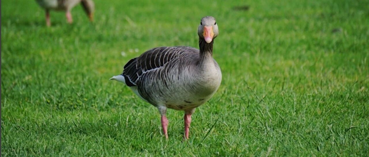 没有长寿基因，就一定短寿吗？看看是“倒霉的兔子”还是“幸运的鸭子”