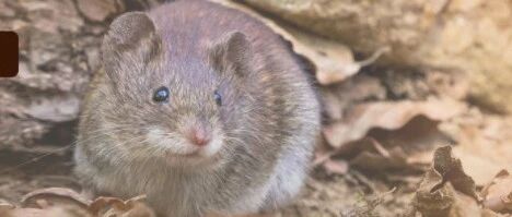 警惕！国内又一地发现这种甲类传染病！患者病情危重！