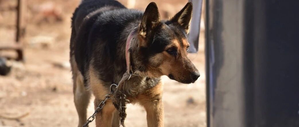 8岁男童被三只狗撕咬身亡!注意：又到狂犬病高发期!