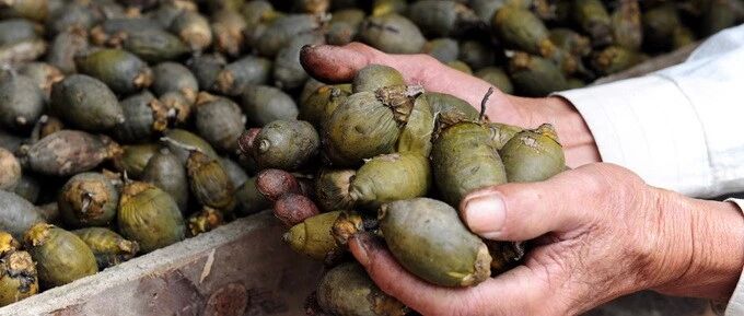 停止宣传推销槟榔及其制品！槟榔不是食品那么简单，害人不浅！