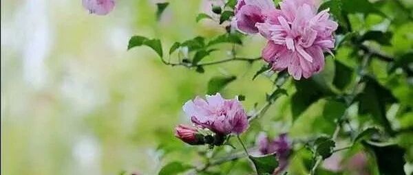 给萨柔丽的“特殊礼物”（援疆手记之三）