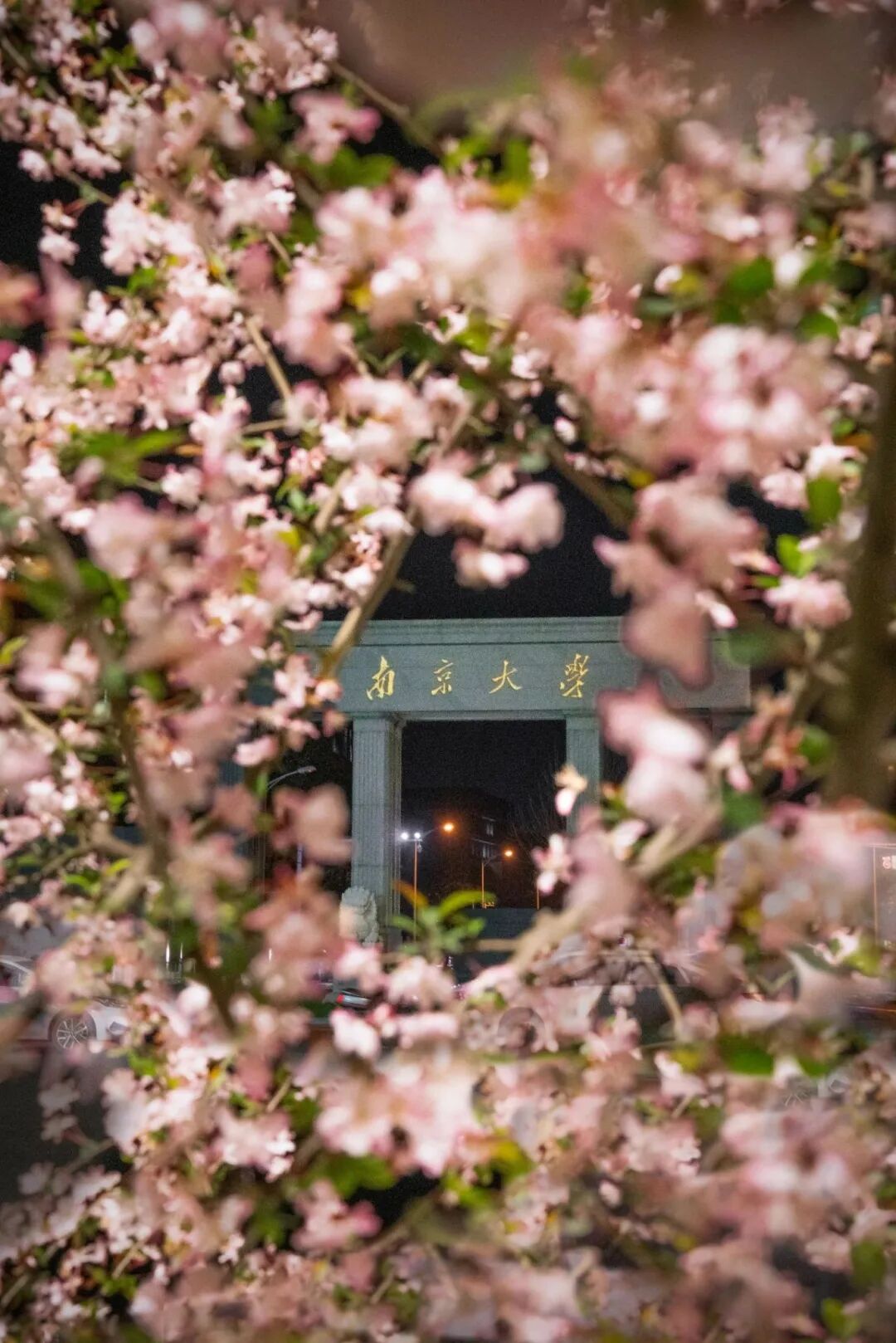 0408-小红书@夏雨的夏（UID：2890086724）夏嗣禹-南京大学春日最美校园 (10).jpg