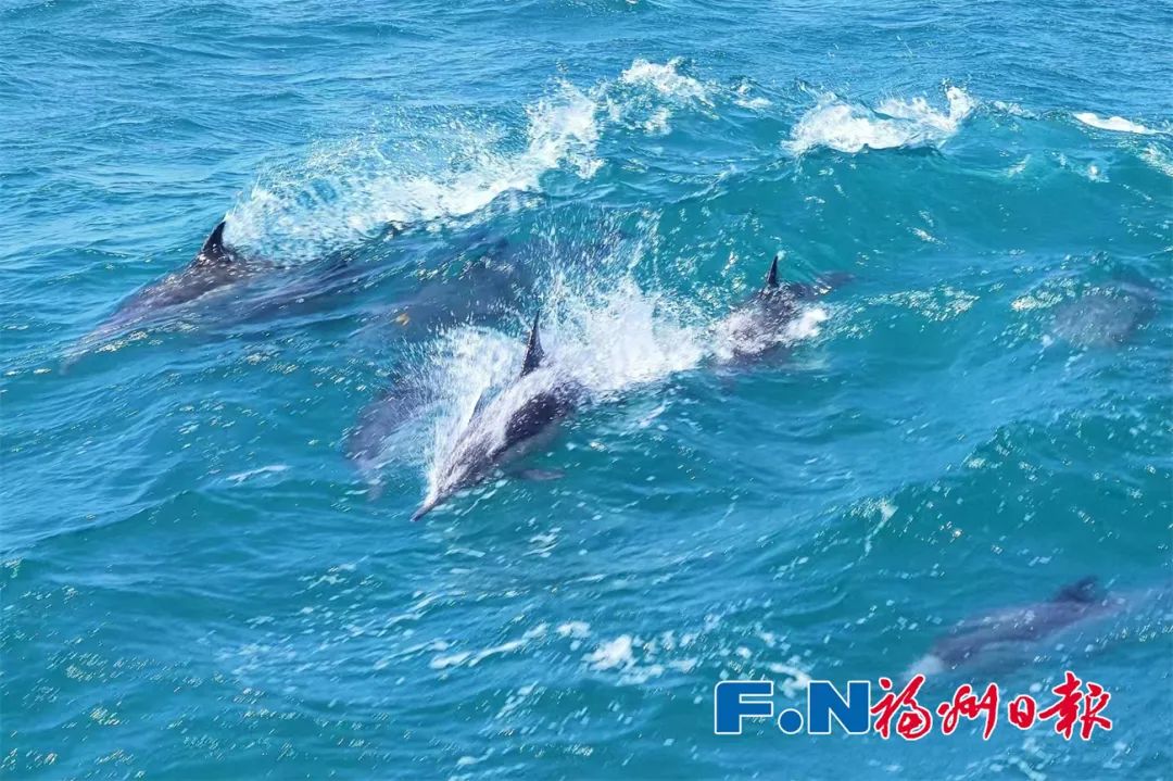 海警巡逻航程中偶遇成群海豚,场面壮观！福州海边惊现成群海豚！