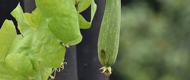 它是夏季第一瓜，全身都是宝！祛火、通乳、美容、清痱，不知道就亏大了！