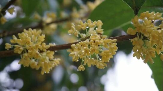 中秋丨中秋前后吃一物，润肺、疏肝、养胃还能除口臭！男性要吃，女性必吃~