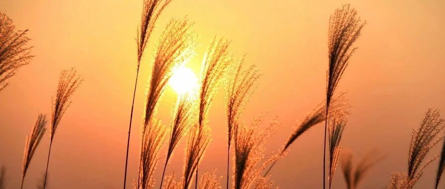 比免疫力还重要！人体中的这一气是疾病“拦路虎”，补的方法全在这了~