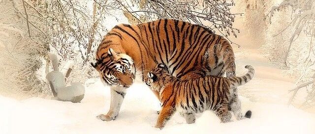 节气养生丨今日大寒，冬季的最后一个节气，赶快停止大补！这些健康规矩一定要懂！