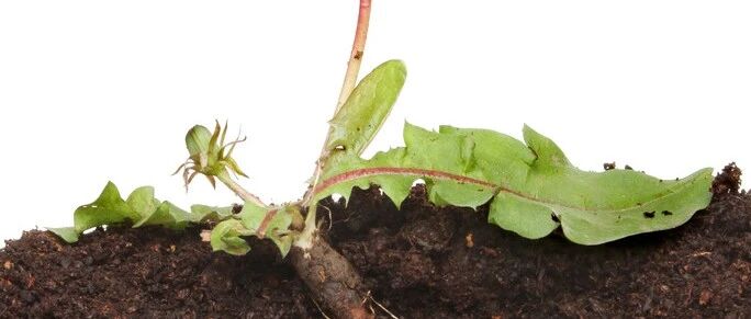 它是初春“抗炎菜”，还能保肝抗癌，3月吃最好！提前了解一下~