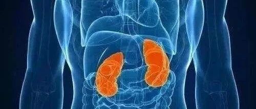 这个部位多拉一拉可补肾气，男女都适合！