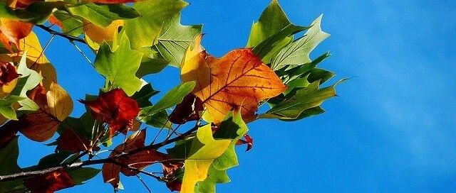 节气养生丨今日处暑，暑气至此而止，夏秋交替燥邪起，学点规矩保健康！