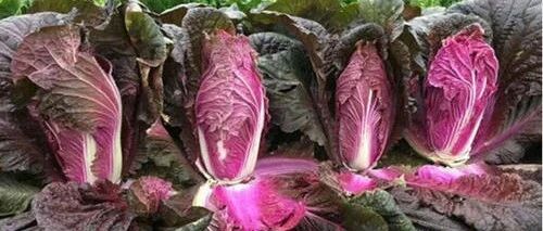 这个季节必吃的9种紫色食物，抗氧化，护心血管！