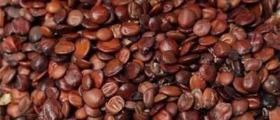 它是“东方睡果”，伴有这种表现的失眠，吃它效果最好！丨小郎中说药食同源