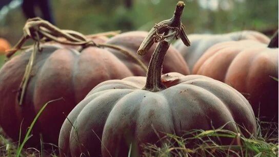 中秋丨中秋过后吃点它，降脂、降压、防感冒，竟然还能改善贫血！？女性别错过