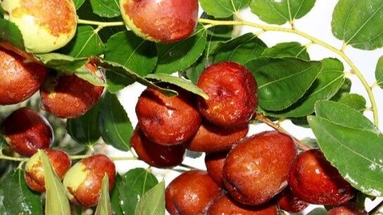 中秋丨中秋吃枣，长寿不老！国医大师这么吃，功效惊人！