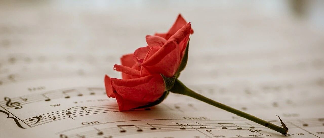 它是对女性最好的“养肝花”！经常用一点，情绪好了、月经好了、斑都少了！丨女性特辑