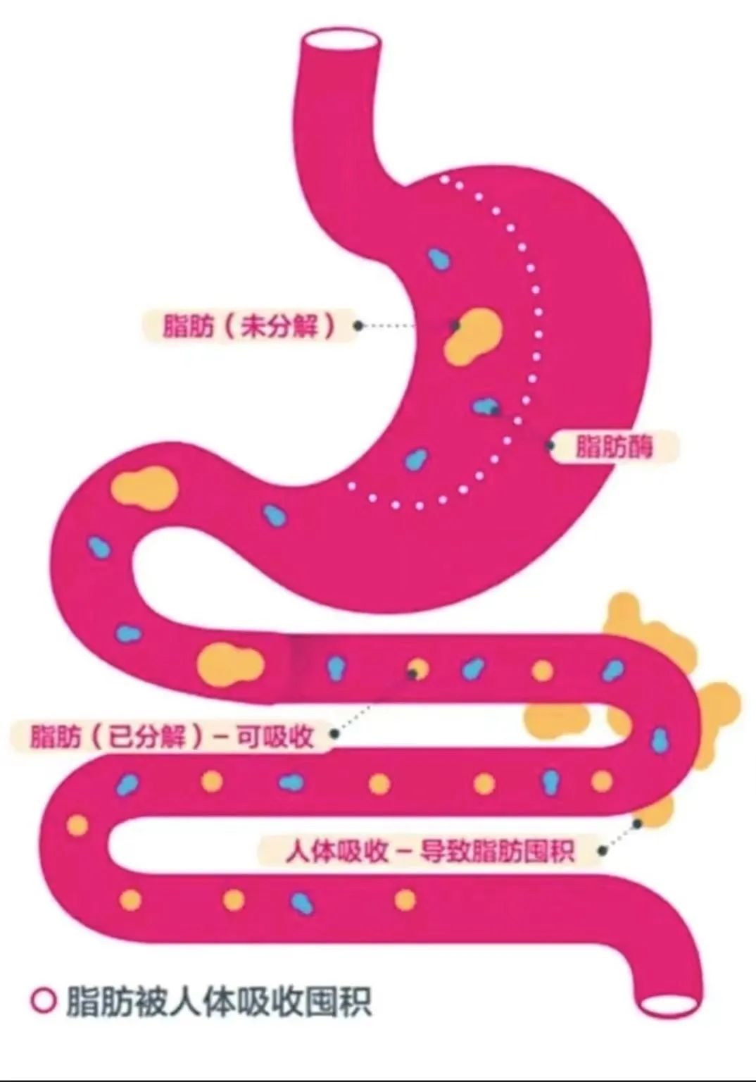 內(nèi)分泌减肥药物_药物减肥_减肥药物前十名