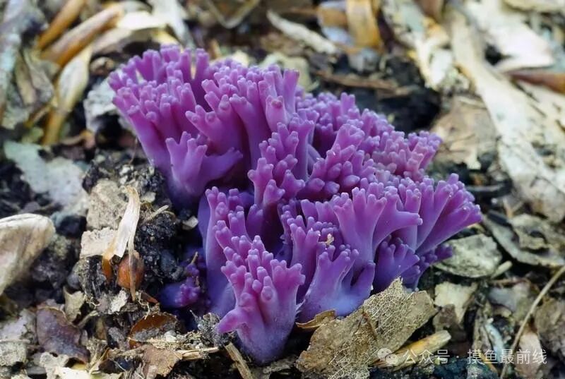 百分之百你没见过的蘑菇