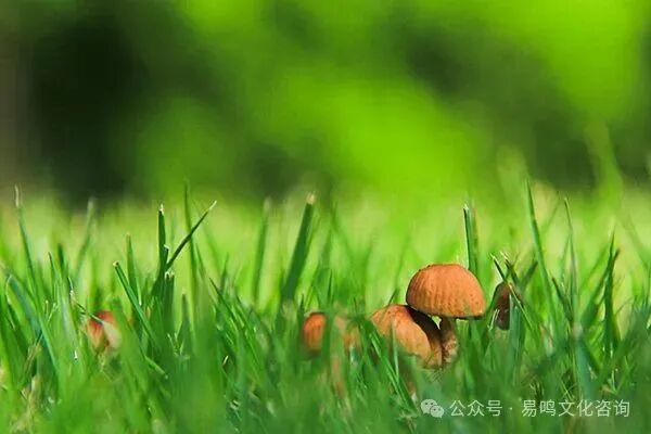 八字格局身旺身弱的判断