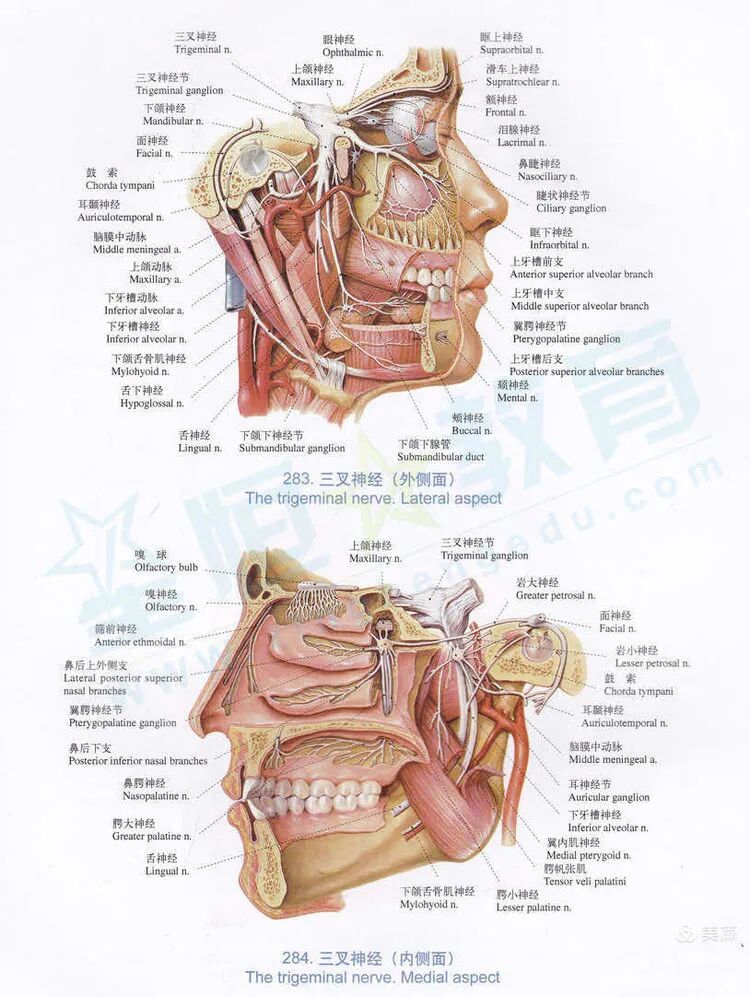 双极射频是什么山一大二附院疼痛科：三叉神经半月节双极脉冲射频调节术解除疼痛困扰_https://www.jmylbn.com_新闻资讯_第2张