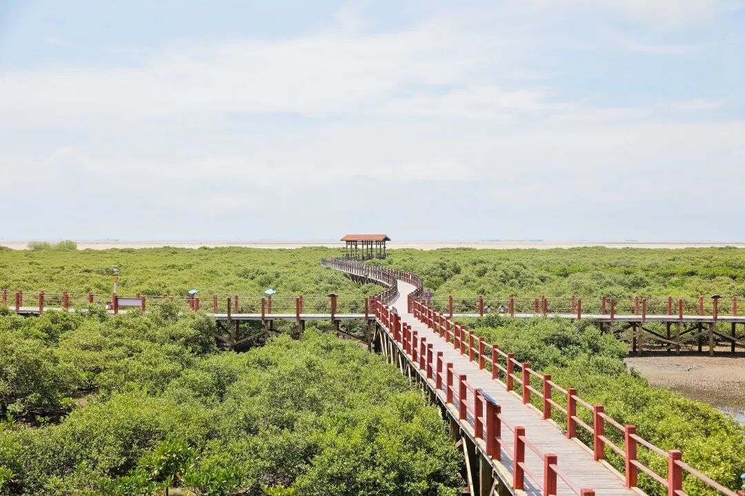 而来到连片较大,保存更完整的金海湾红树林生态保护区,退潮后的