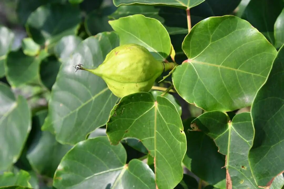 广西科研人员发现6种植物新种