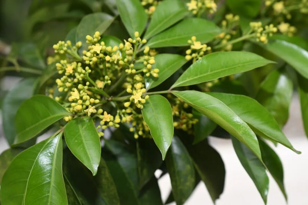 例如广西割舌树生长在崇山峻岭之中,洞生香草生长在喀斯特溶洞入口