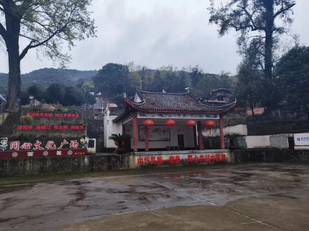 广西富川打造林药经济产业格局生态绿里寻出路